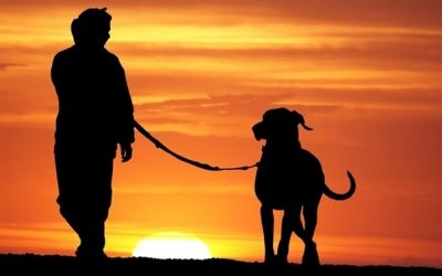 Safety Tips for Walking Your Dog at Night